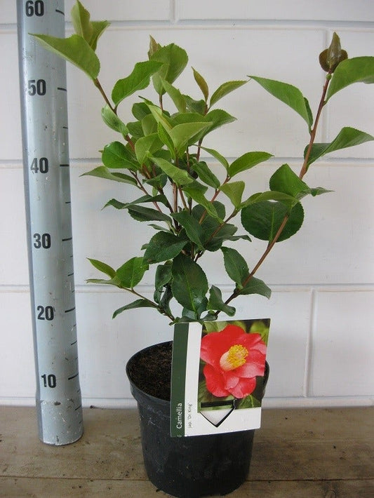 Camelia (Camellia Japonica 'Dr. King')