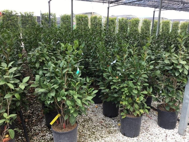 Camelia (Camellia 'Debbie')