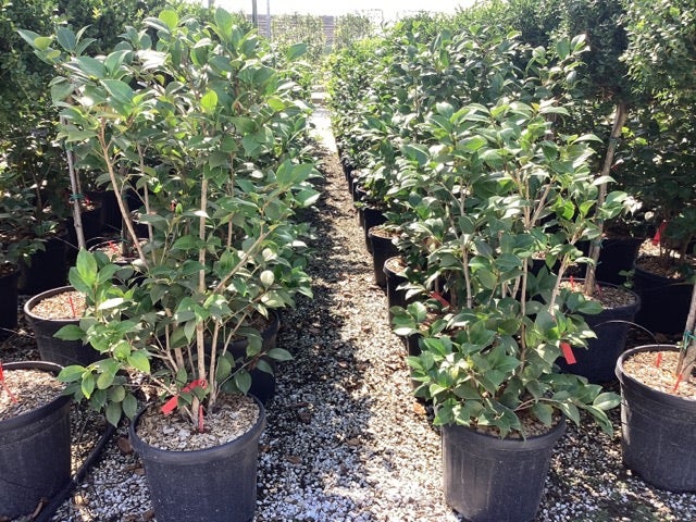 Camellia (Camellia Japonica 'Black Lace')