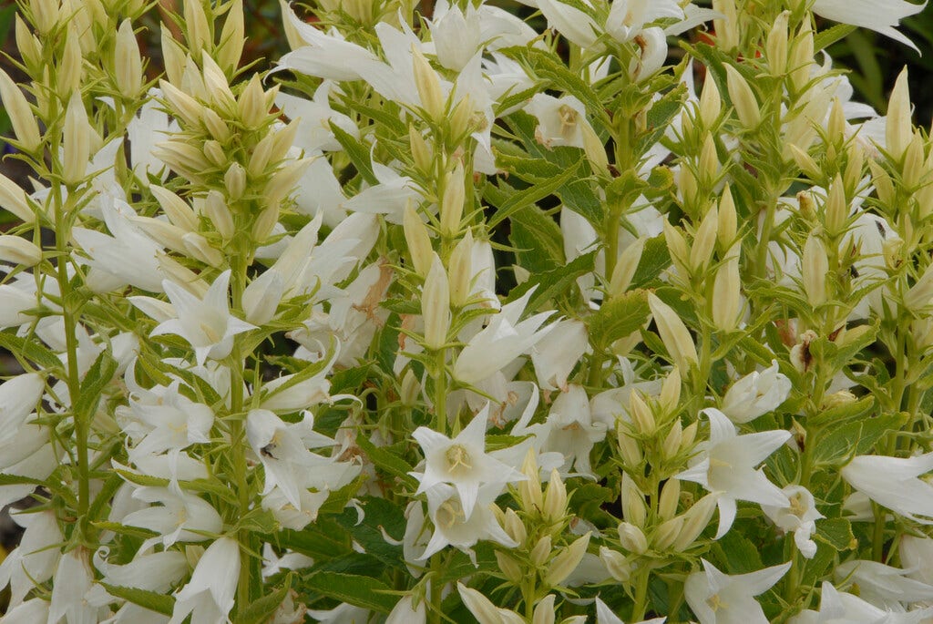 Klokje (Campanula Latifolia 'Alba')