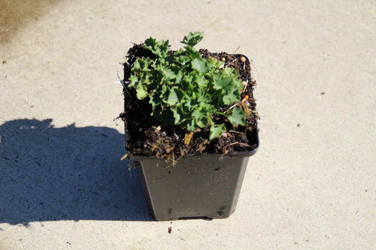 Klokje (Campanula Portenschlagiana 'Resholt Variety')