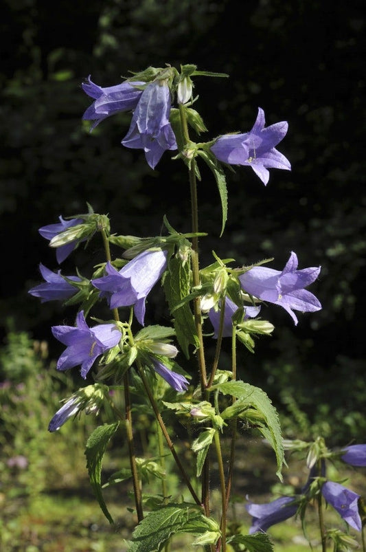 Klokje (Campanula Trachelium)