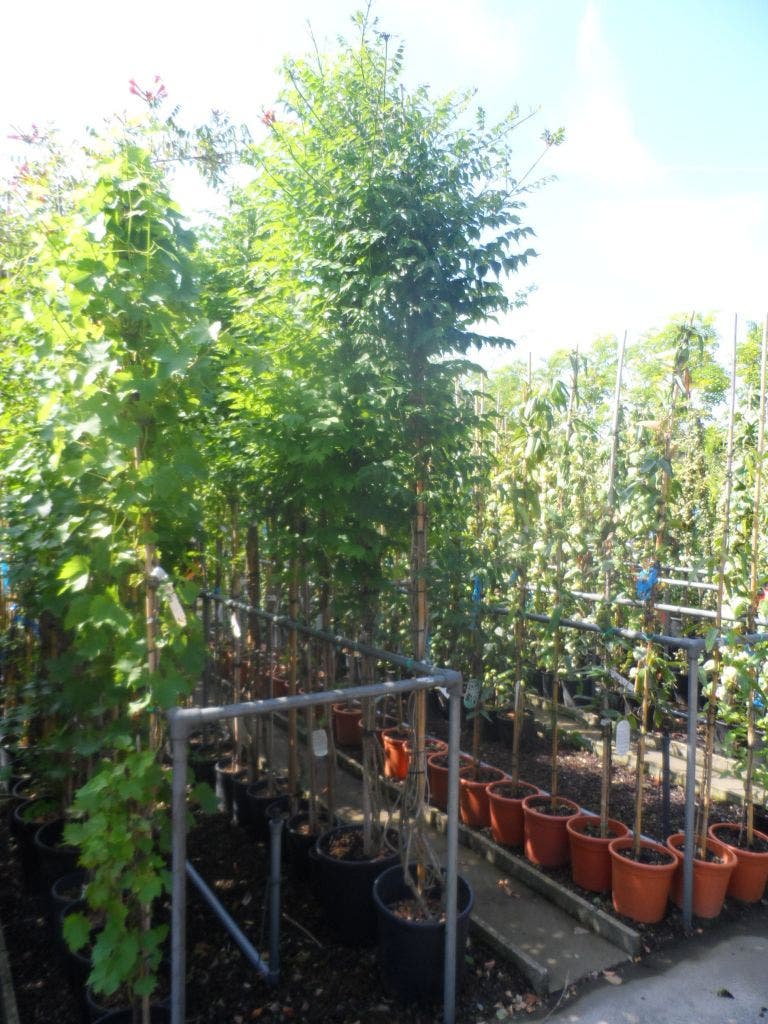 Trompetbloem Als Boom (Campsis Tagliabuana 'Mme Galen')