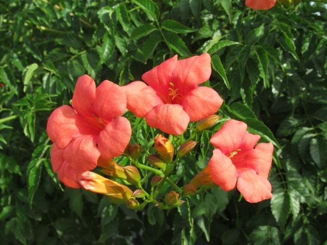 Trompetbloem (Campsis Tagliabuana 'Mme Galen')