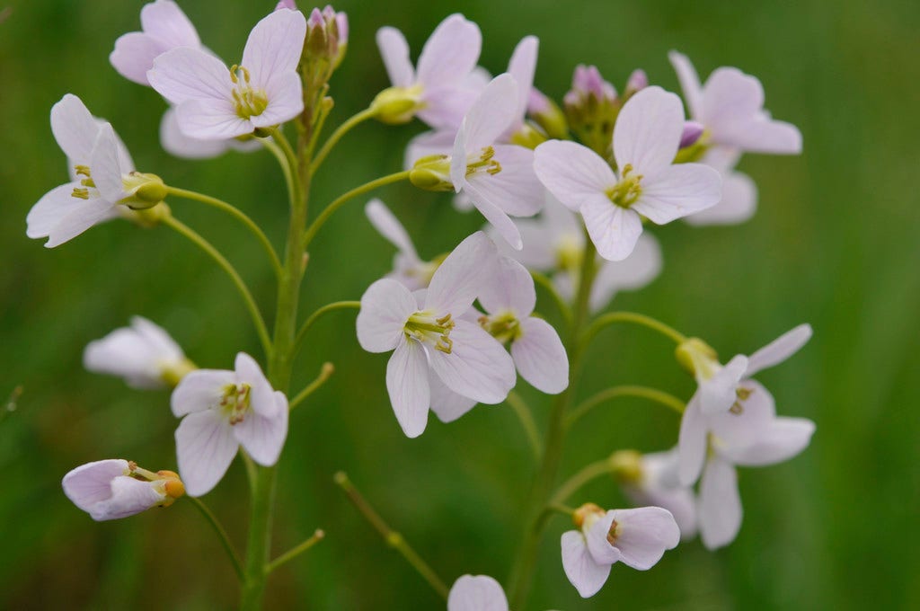 Pinksterbloem (Cardamine Pratensis)