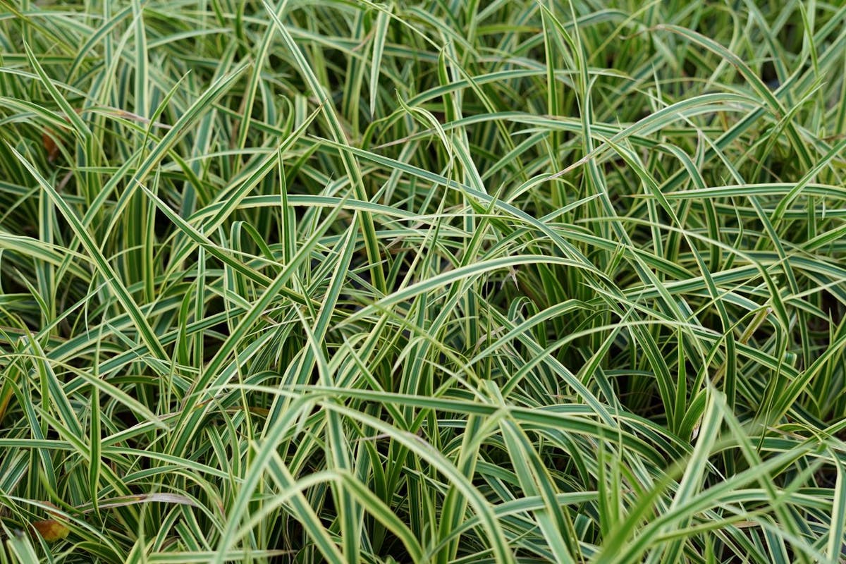 Japanse Zegge (Carex Morrowii 'Vanilla Ice')