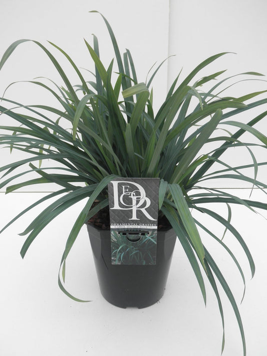 Zegge (Carex 'Bunny Blue')
