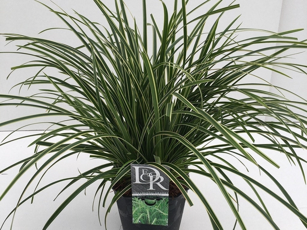 Zegge (Carex Morrowii 'Ice Dance') BIO