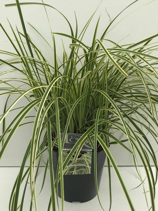 Japanse Zegge (Carex Morrowii 'Vanilla Ice')