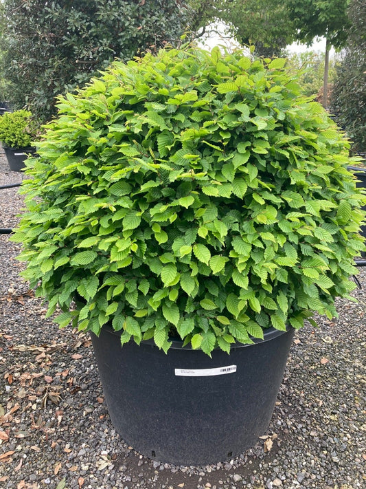 Haagbeuk Als Bolvorm (Carpinus Betulus)