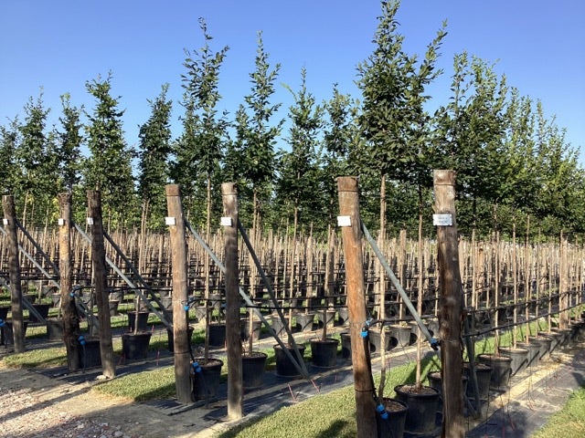 Haagbeuk Als Boom (Carpinus Betulus)