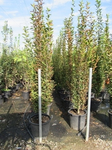 Haagbeuk Als Boom (Carpinus Betulus 'Fastigiata')