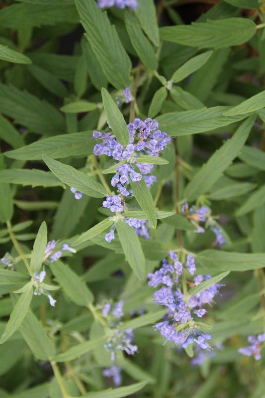 Caryopteris (Caryopteris Clandonensis 'Blue Empire')