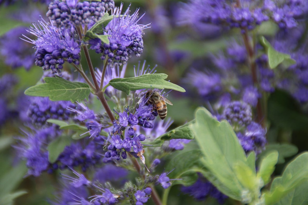 Caryopteris (Caryopteris Clandonensis 'Grand Blue')