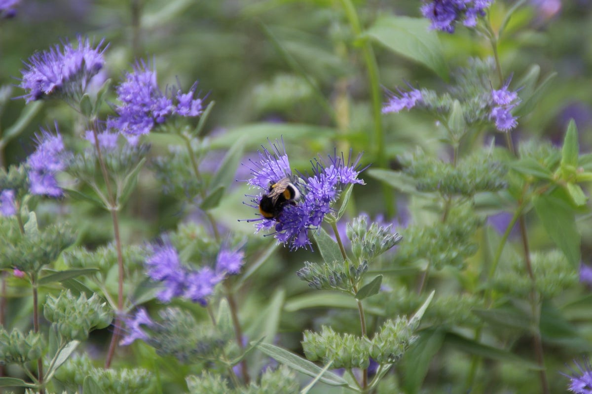 Caryopteris (Caryopteris Clandonensis 'Heavenly Blue')