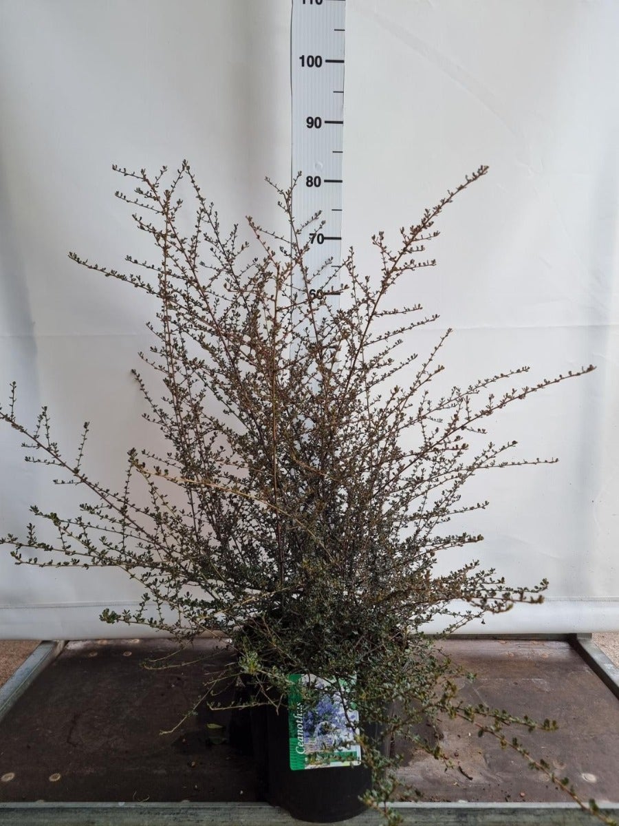 Amerikaanse Sering (Ceanothus 'Blue Sapphire')