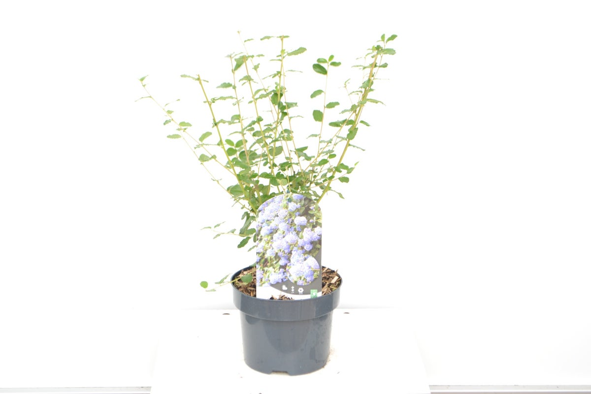 Amerikaanse Sering (Ceanothus Burkwoodii)