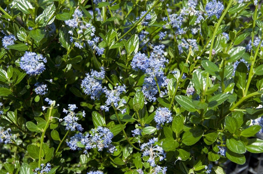 Amerikaanse Sering (Ceanothus Impressus 'Victoria')