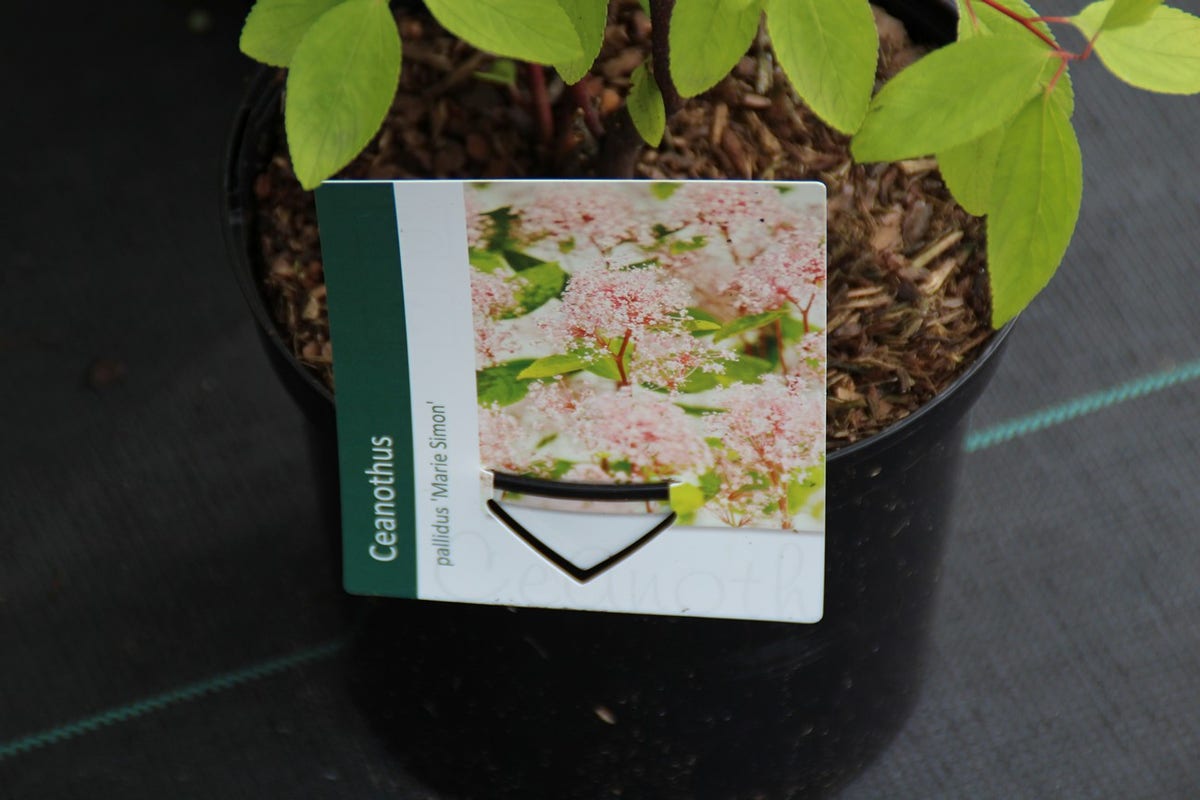 Amerikaanse Sering (Ceanothus 'Marie Simon')