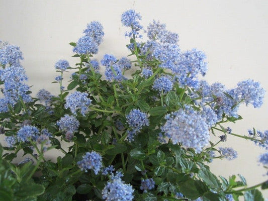 Amerikaanse Sering (Ceanothus Thyrsiflorus 'Repens')