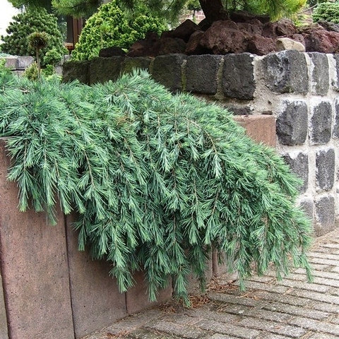 Ceder (Cedrus Deodara 'Feelin Blue')