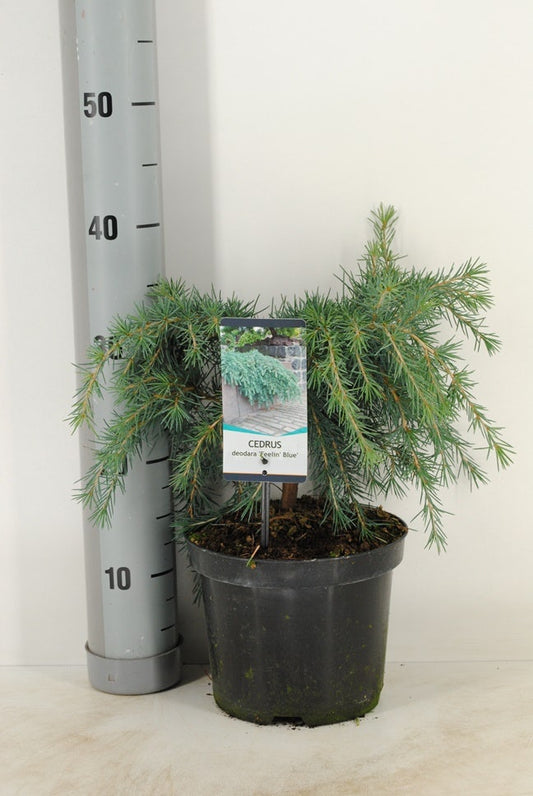 Ceder (Cedrus Deodara 'Feelin Blue')
