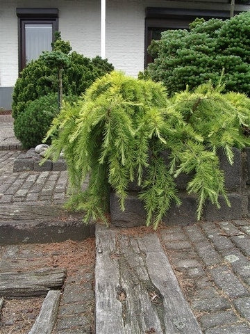 Ceder (Cedrus Deodara 'Golden Horizon')