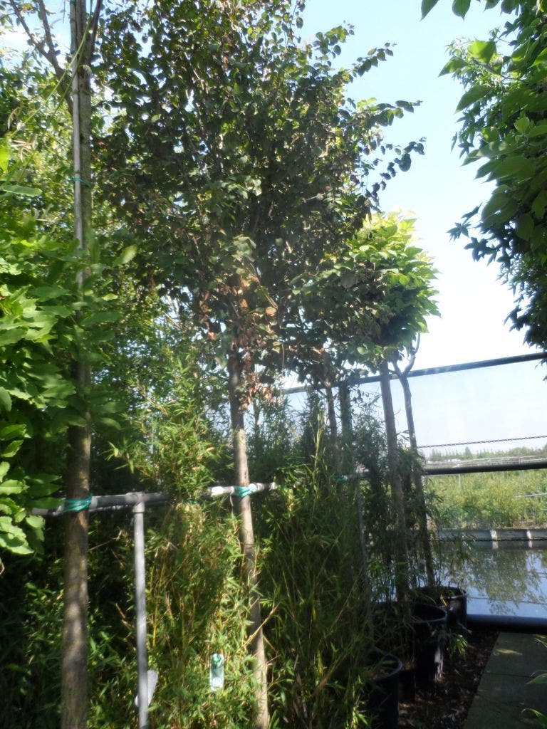 Katsoera Als Boom (Cercidiphyllum Japonicum)