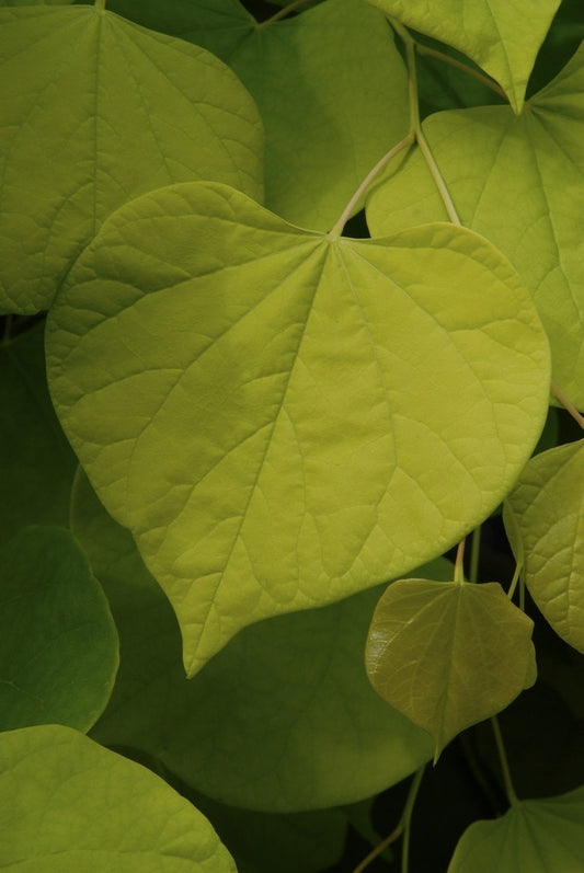 Judasboom Als Struik (Cercis Canadensis)