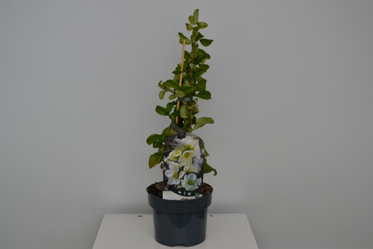 Japanse Kwee (Chaenomeles Superba 'Jet Trail')