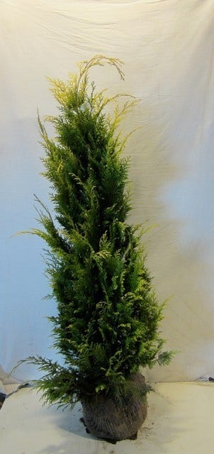 Gele Haagconifeer (Chamaecyparis Lawsoniana 'Stardust')