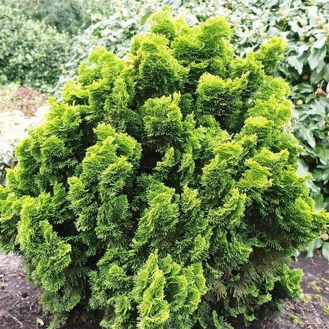 Gele Dwergconifeer (Chamaecyparis Obtusa 'Nana Aurea')