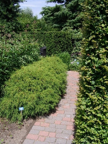 Cypres (Chamaecyparis Pisifera 'Filifera Nana')