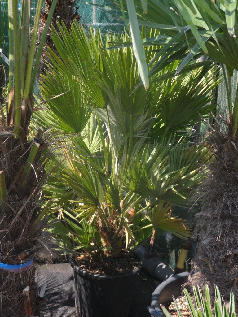 Dwergpalm (Chamaerops Humilis 'Vulcano')