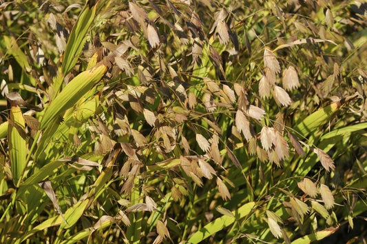 Plataargras (Chasmanthium Latifolium)