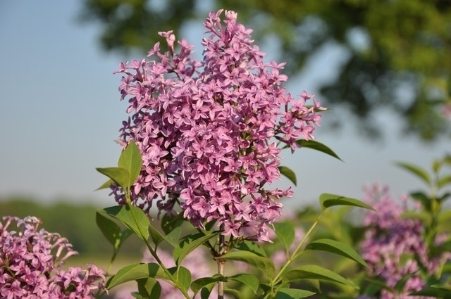 Chinese Sering (Syringa Chinensis 'Saugeana')