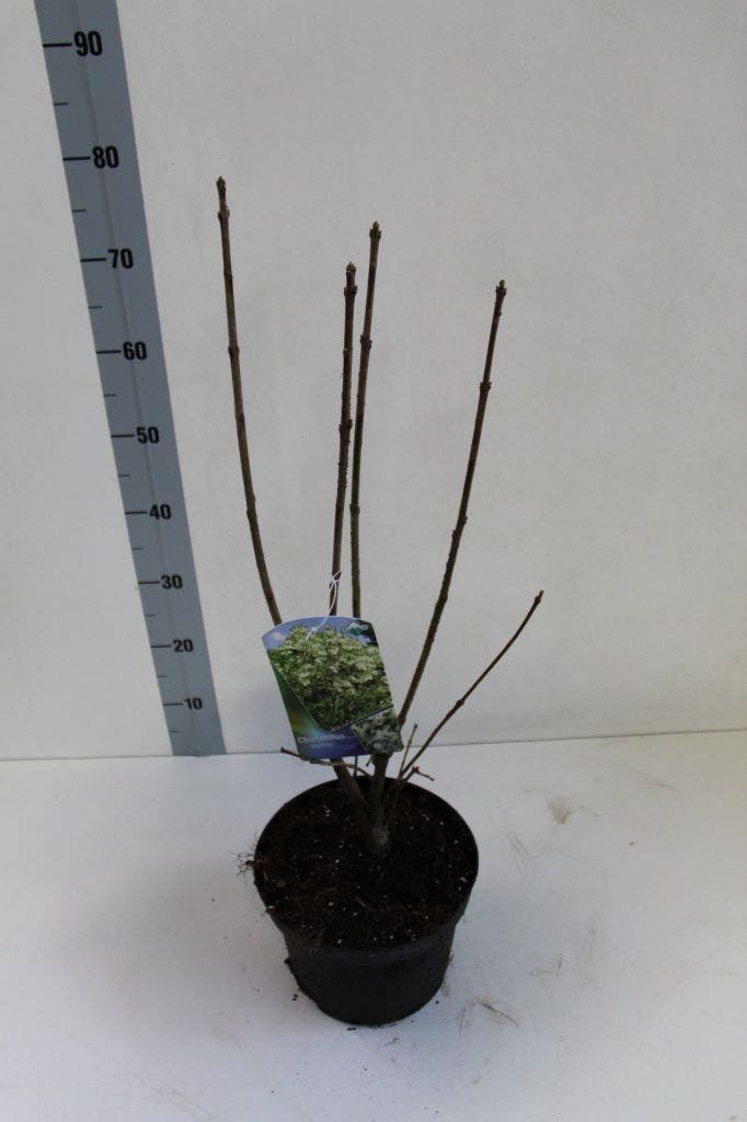 Sneeuwvlokkenstruik (Chionanthus Virginicus)