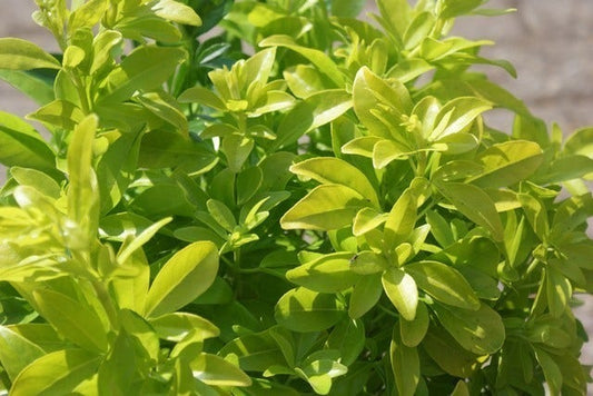 Choisya (Choisya Ternata 'Sundance')