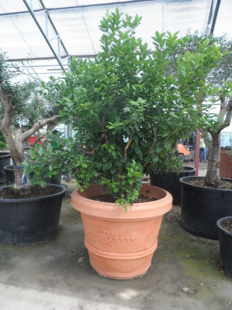 Kumquat (Citrus Kumquat)