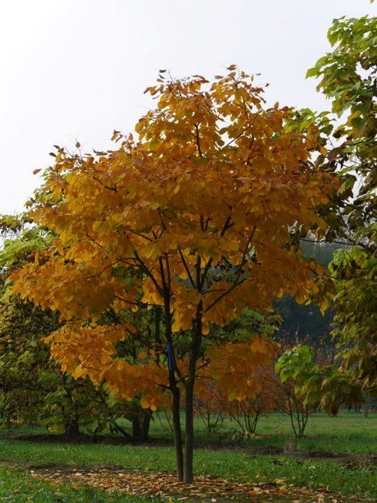 Geelhout Als Struik (Cladrastis Kentukea)