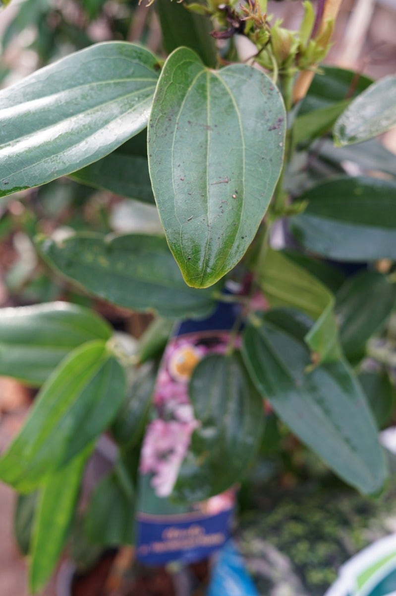 Groenblijvende Clematis (Clematis Armandii 'Hendersonii Rubra')