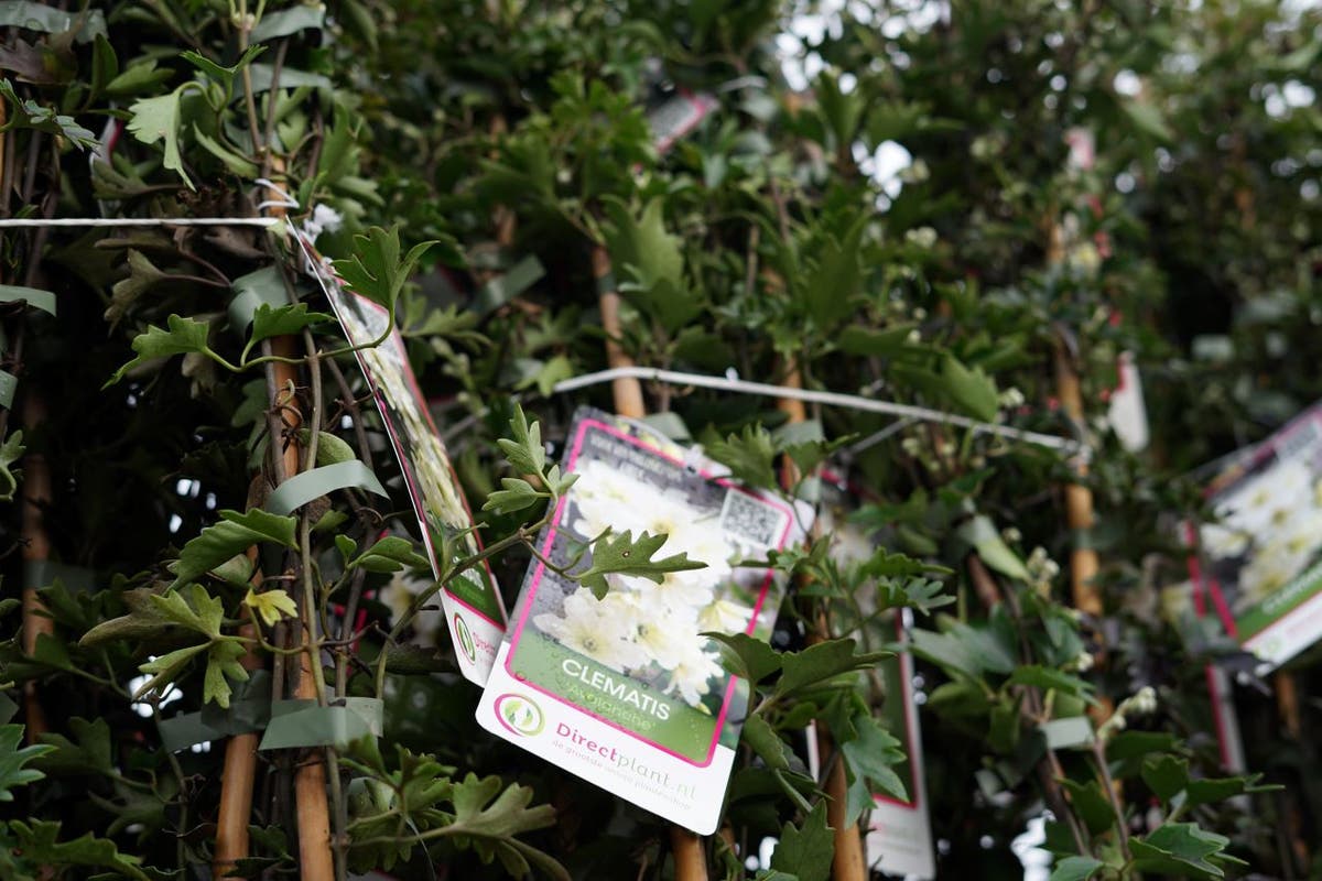 Groenblijvende Clematis (Clematis 'Avalanche')