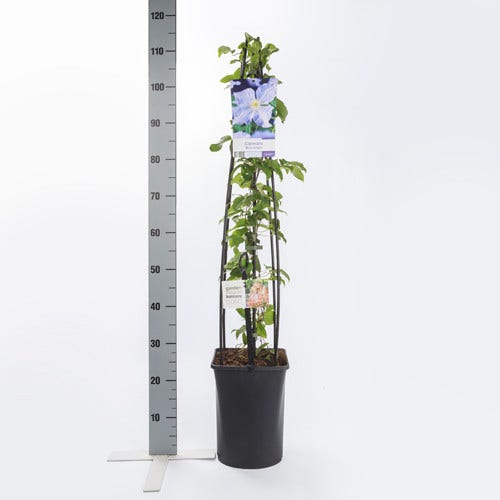 Bosrank (Clematis 'Blekitny Aniol' (Blue Angel))