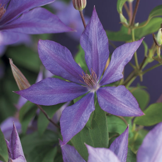 Bosrank (Clematis 'Dorothy Walton')