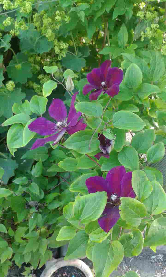 Bosrank (Clematis 'Etoile Violette')