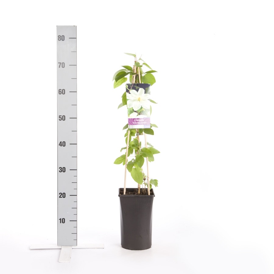 Bosrank (Clematis 'Guernsey Cream')