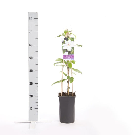 Bosrank (Clematis 'Henryi')