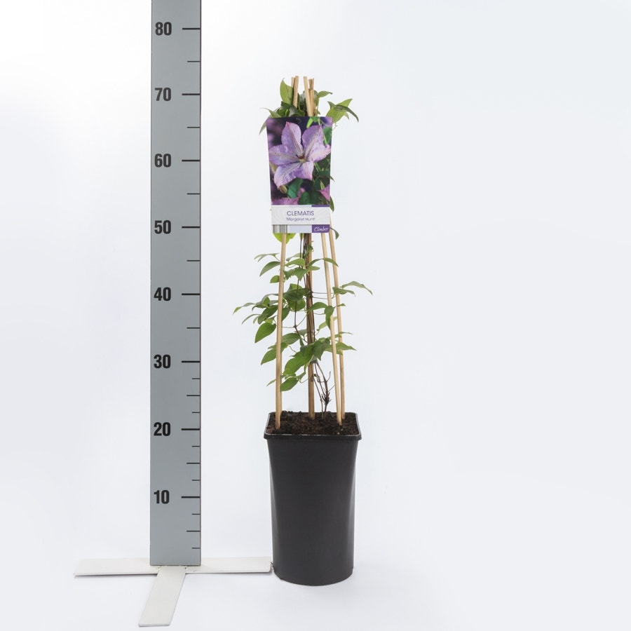 Bosrank (Clematis 'Margaret Hunt')