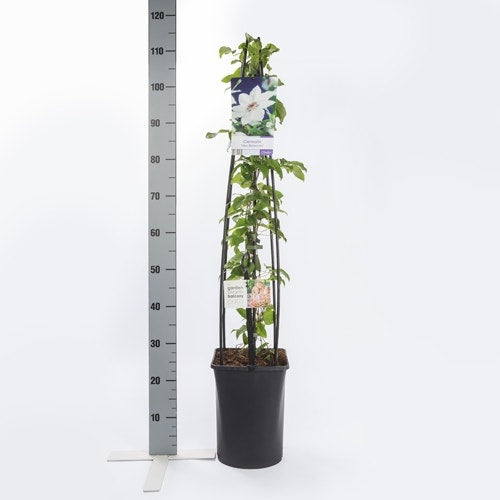 Bosrank (Clematis 'Miss Bateman')