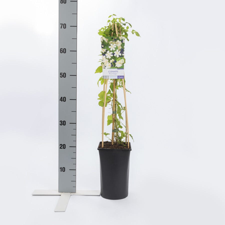 Bosrank (Clematis 'Paul Farges')